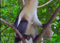 Up close with the sacred monkeys at Tafi Atome