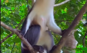 Up close with the sacred monkeys at Tafi Atome