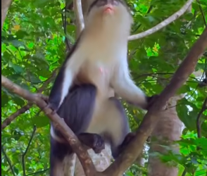 Up close with the sacred monkeys at Tafi Atome